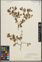 Foto von Salix starkeana Willd.